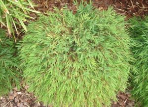 Korean grass in nursery beds